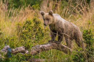 Brown bear (Ursus arctos) on the meadow. Bieszczady Mountains. Poland