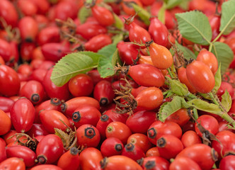 Geerntete Hagebutten, Rosa canina