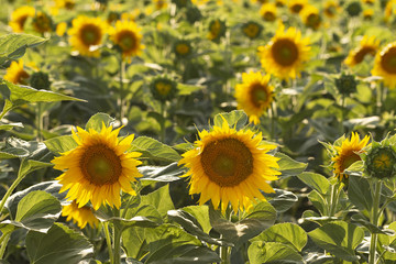 Sunflower Flower Blossom. Golden sunflower in the field backlit by the rays of the setting sun.