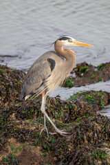 great blue heron