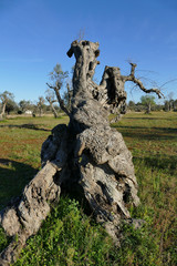 Olive trees sick of xylella in Salento, south Apulia