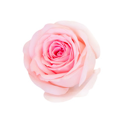 Pink rose flower isolated on white background, soft focus and clipping path. - obrazy, fototapety, plakaty