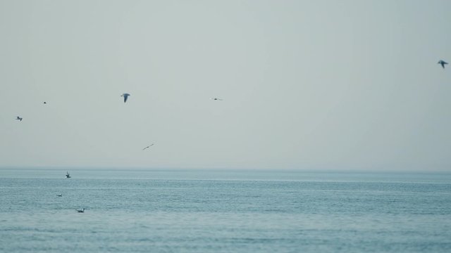 Handheld video of seagulls in calm waters of De Cocksdorp beach and North Sea colorful sky