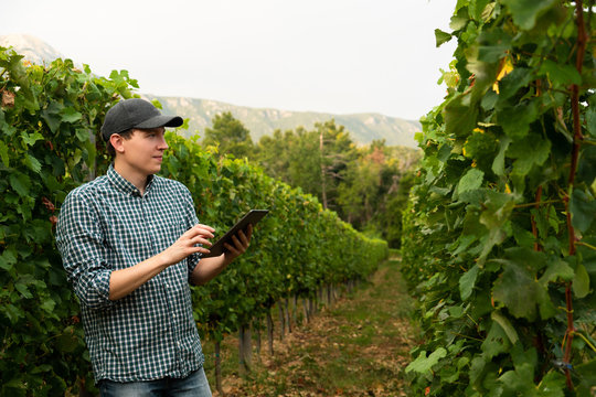 Farmer examines the vineyard and sends data to the cloud from the tablet. Smart farming and digital agriculture.