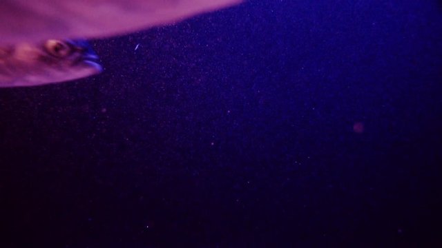 Underwater footage of Mediterranean sea with group of Gilt-head bream dorade fish 