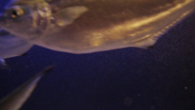 Weird abstract underwater footage of Mediterranean sea with group of Gilt-head bream dorade fish swims in reverse mode