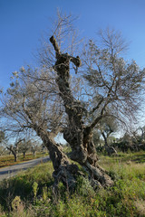 Olive trees sick of xylella in Salento, south Apulia