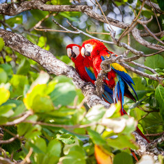 Scarlet macaws in Costa Rican forest