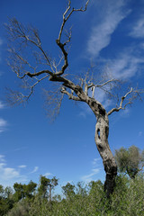 Olive trees sick of xylella in Salento, south Apulia