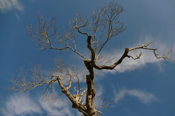 Olive trees sick of xylella in Salento, south Apulia