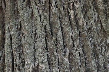 tree bark