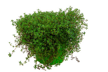 Isolated potted thyme herb
