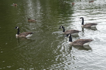 Park Pond Wildlife