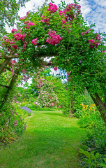 Fototapeta na wymiar Idyllic rose garden