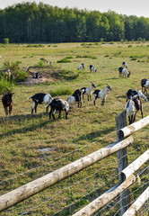 Fototapeta premium ziegen weiden im Tennenloher Forst neben den Wildpferden