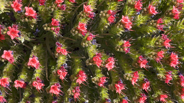 Close-up of inflorescence of Echium wildpretii, also known as Tajinaste rojo flower, protected endemic biennial plant growing at high altitude in Teide National Park, Tenerife, Canary Islands, Spain