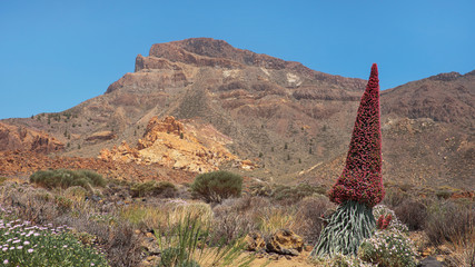 Echium wildpretii also known as Tajinaste rojo flower, protected endemic biennial plant growing at high altitude in Teide National Park, on the path to Alto de Guajara, Tenerife, Canary Islands, Spain