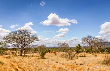 Obraz premium Savannah plains landscape in Kenya