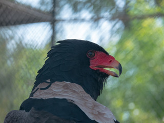 Bateleur Eagle Bird of Prey
