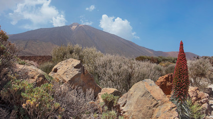 Landscape of Teide National Park, with the volcano, Pico del Teide surrounded by the endemic vegetation and one lonely flower of Echium wildpretii or Tajinaste Rojo, Tenerife, Canary Islands, Spain