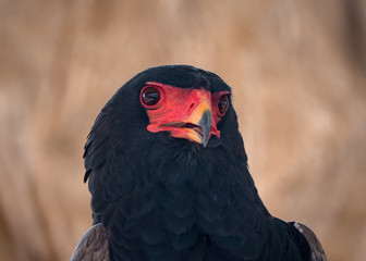 Bateleur Eagle Bird of Prey