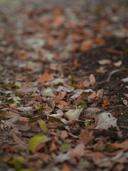 Forest path with close up colorful autumn leaves on the ground