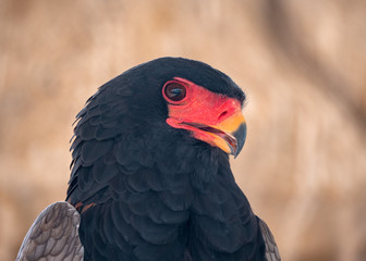 Bateleur Eagle Bird of Prey