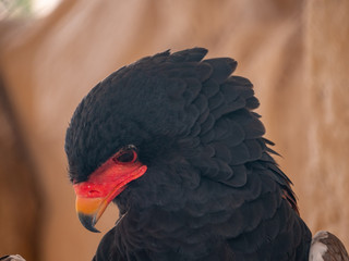 Bateleur Eagle Bird of Prey