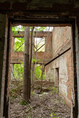 Fototapeta na wymiar A grown tree in an abandoned building. Strong nature.