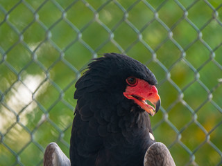 Bateleur Eagle Bird of Prey