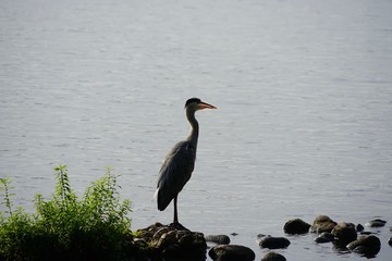 Graureiher auf einem Stein in der Alster
