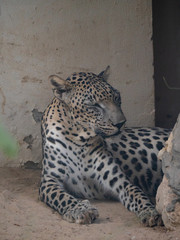 Endangered Arabian Leopard in captivity 