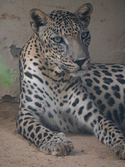 Fototapeta na wymiar Endangered Arabian Leopard in captivity 