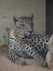 Endangered Arabian Leopard in captivity 