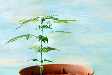 Growing cannabis at home. Young hemp plant with green leaves, side view on a teal background with a...