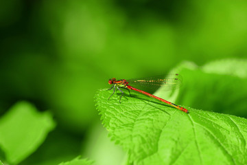 Frühe Adonislibelle in sattem Grün