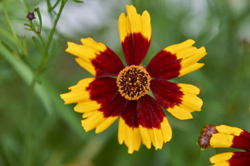 red-yellow flower