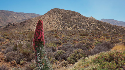 Echium wildpretii, also known as Tajinaste rojo flower, growing in its own habitat, a protected endemic biennial plant found at high altitude in Teide National Park, Tenerife, Canary Islands, Spain