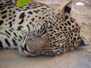 Endangered Arabian Leopard in captivity 