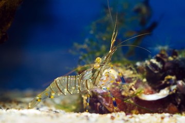 rockpool shrimp, Palaemon elegans, saltwater crustacean, look for food with its periopods, stones in background covered with sponges and green, red algae, in littoral zone of Black Sea marine biotope