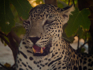Endangered Arabian Leopard in captivity 