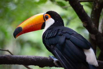 Portrait Tucan posing on the tree