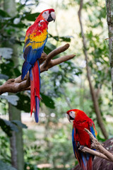 The red macaw or macaw aliverde is a species of bird of the parrot family,