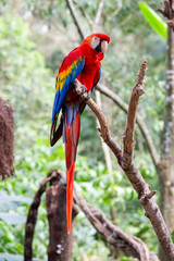 The red macaw or macaw aliverde is a species of bird of the parrot family,