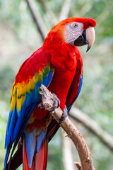Fototapeta na wymiar The red macaw or macaw aliverde is a species of bird of the parrot family,
