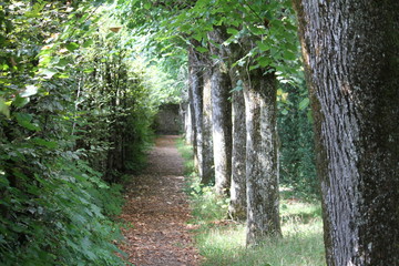 Narrow pathway between trees