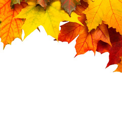 Autumn frame of maple leaves isolated on white Background