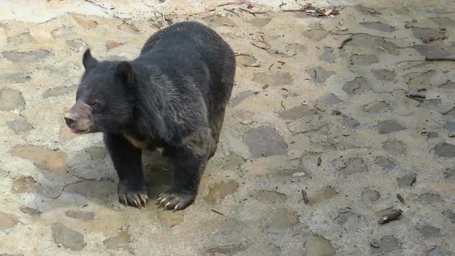 Close-up, two black wild bear cub in a zoo, Imphal, India