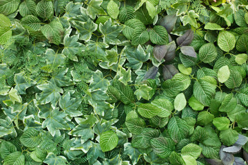 Beautiful green leaf texture background with  warm light