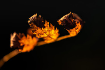 autumn © Bogdan